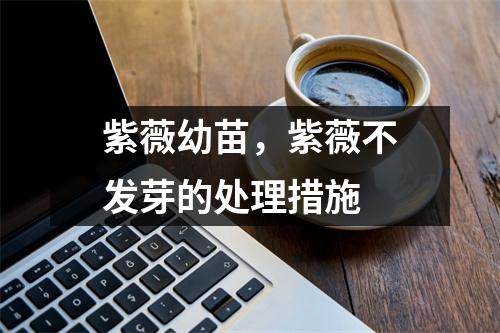 紫薇幼苗，紫薇不发芽的处理措施