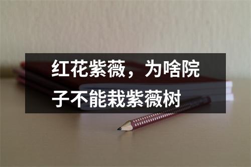 红花紫薇，为啥院子不能栽紫薇树
