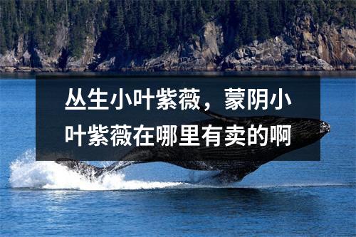 丛生小叶紫薇，蒙阴小叶紫薇在哪里有卖的啊
