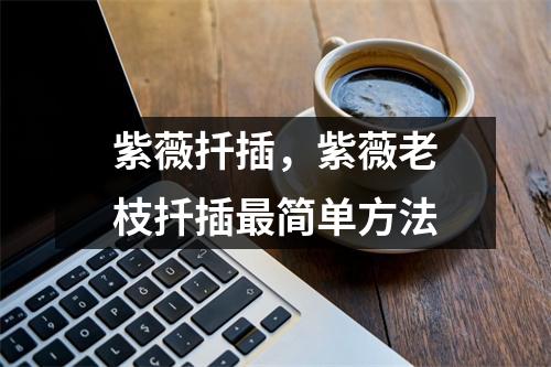 紫薇扦插，紫薇老枝扦插简单方法