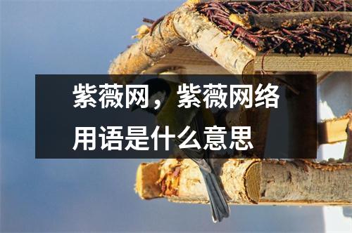 紫薇网，紫薇网络用语是什么意思