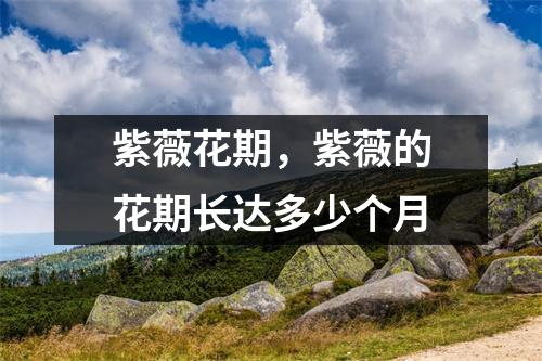 紫薇花期，紫薇的花期长达多少个月