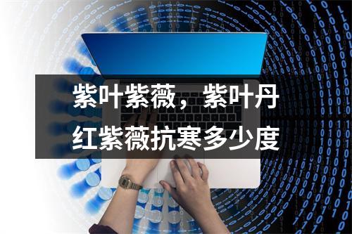 紫叶紫薇，紫叶丹红紫薇抗寒多少度