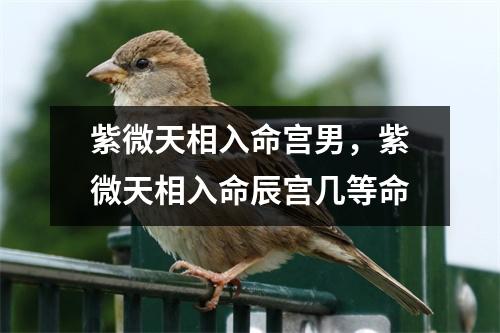 紫微天相入命宫男，紫微天相入命辰宫几等命