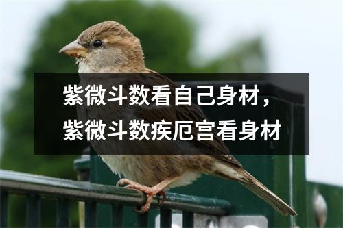 紫微斗数看自己身材，紫微斗数疾厄宫看身材