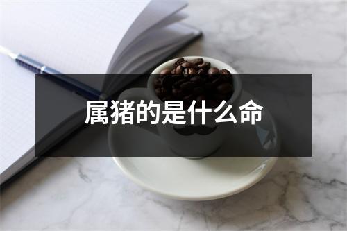 属猪的是什么命