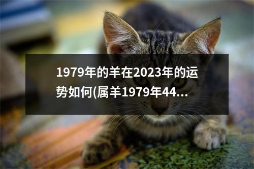 1979年的羊在2023年的运势如何(属羊1979年44岁走大运)
