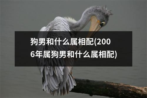 狗男和什么属相配(2006年属狗男和什么属相配)