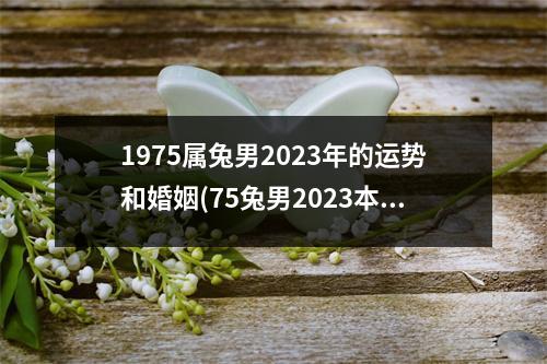 1975属兔男2023年的运势和婚姻(75兔男2023本命年灾难)
