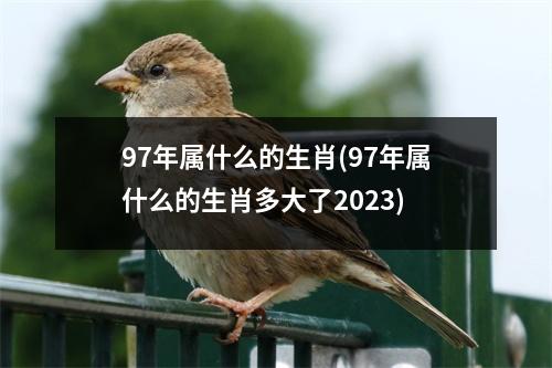 97年属什么的生肖(97年属什么的生肖多大了2023)