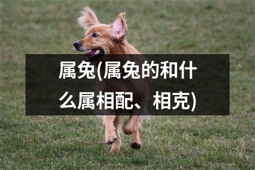 属兔(属兔的和什么属相配、相克)