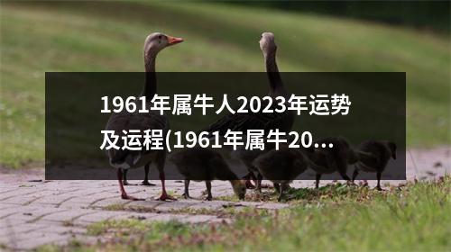 1961年属牛人2023年运势及运程(1961年属牛2023年的三大坎)