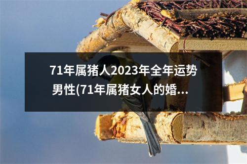 71年属猪人2023年全年运势 男性(71年属猪女人的婚姻命运如何)