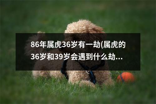 86年属虎36岁有一劫(属虎的36岁和39岁会遇到什么劫数)