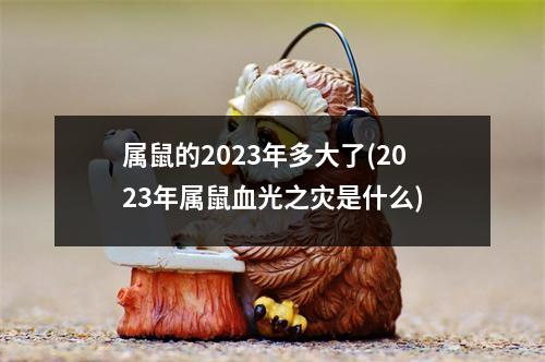 属鼠的2023年多大了(2023年属鼠血光之灾是什么)