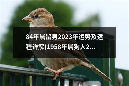 84年属鼠男2023年运势及运程详解(1958年属狗人2023年运势运程)