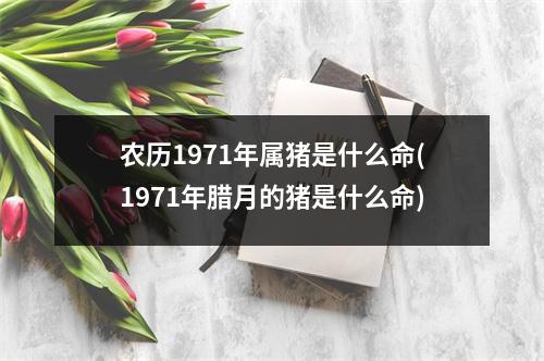 农历1971年属猪是什么命(1971年腊月的猪是什么命)