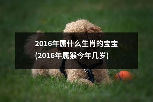 2016年属什么生肖的宝宝(2016年属猴今年几岁)